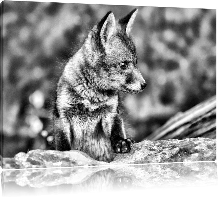 Monocrome, junger Fuchs, Format: 100x70 auf Leinwand, XXL riesige Bilder fertig gerahmt mit Keilrahm