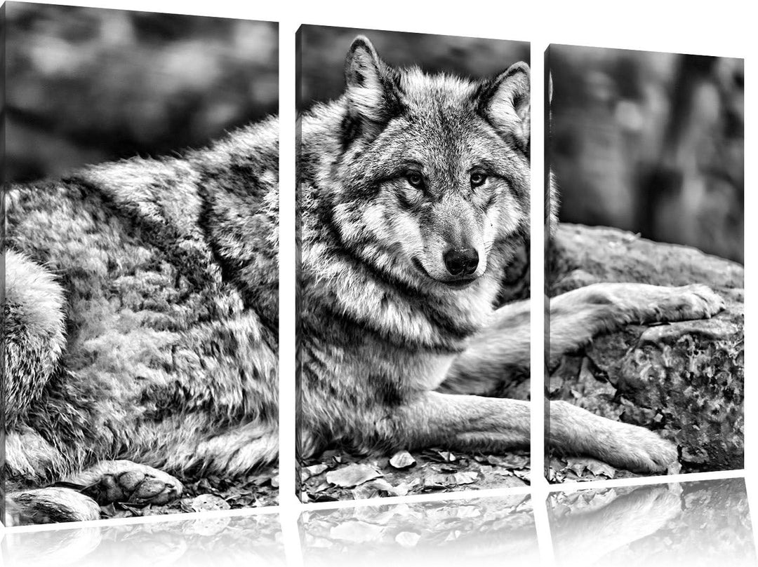 Pixxprint stolzer Wolf auf Stein als Leinwandbild/Grösse: 3 Teilig (120x80) cm/Wandbild/Kunstdruck/f