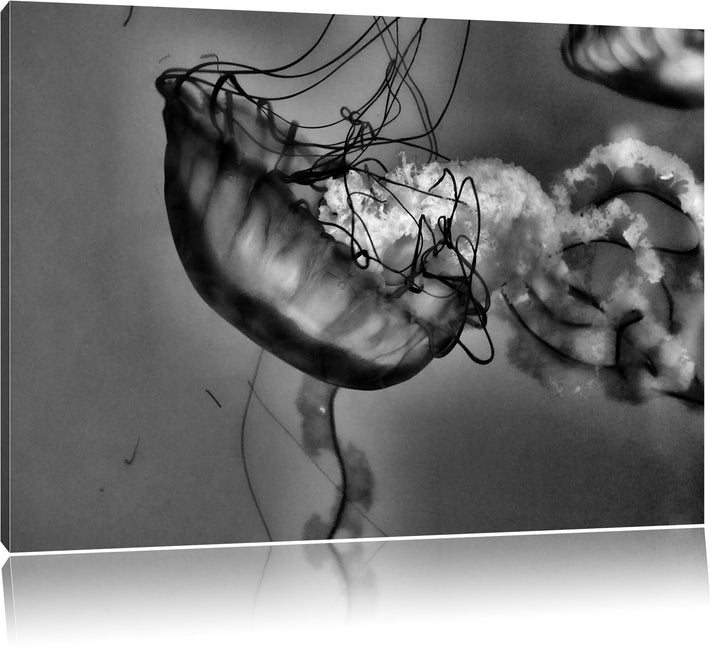 Pixxprint Monocrome, anmutige Qualle im Wasser, Format: 100x70 auf Leinwand, 100x70