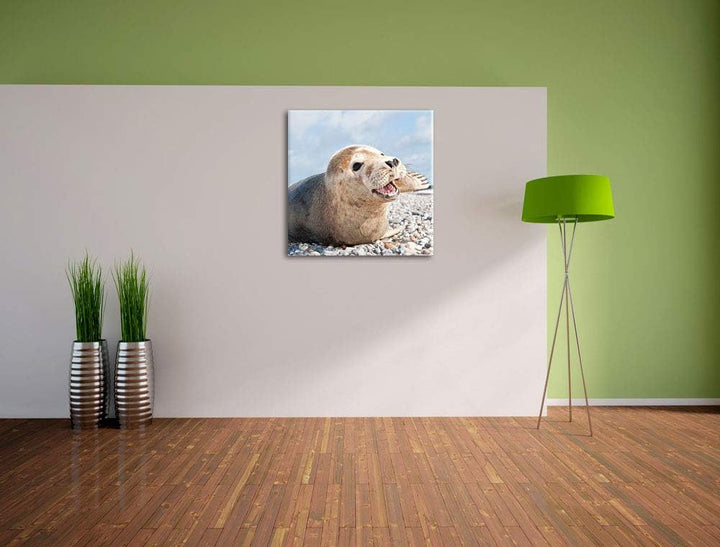 Süsse Robbe auf Steinstrand, Format: 70x70 auf Leinwand, XXL riesige Bilder fertig gerahmt mit Keilr