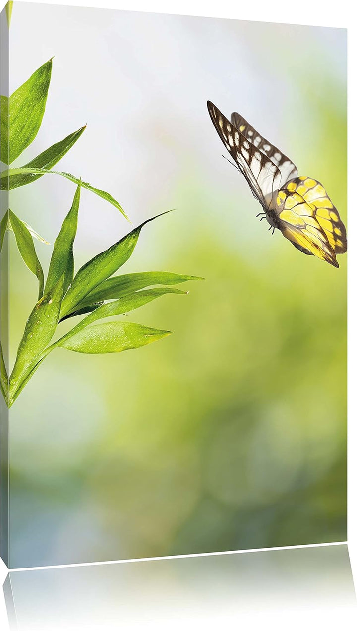 Bambus mit Schmetterling , Format: 80x120 auf hochkantiges Leinwand, XXL riesige Bilder fertig gerah