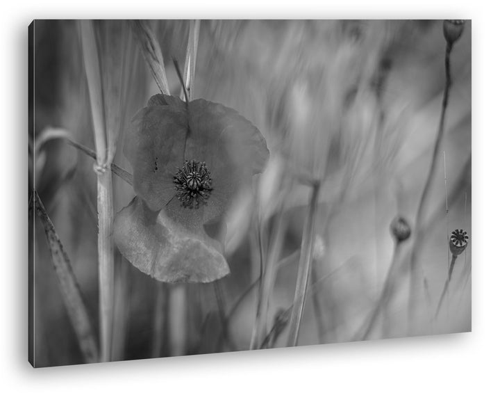deyoli einzelne Mohnblume Format: 80x60 Effekt: Schwarz/Weiss als Leinwand, Motiv fertig gerahmt auf