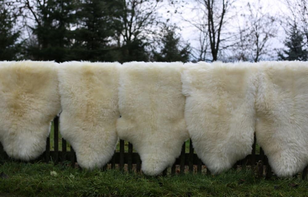 Schaffell Lammfell Merino Fell Naturfell Creme ökologisch gegerbt Grösse 120-130, 120-130