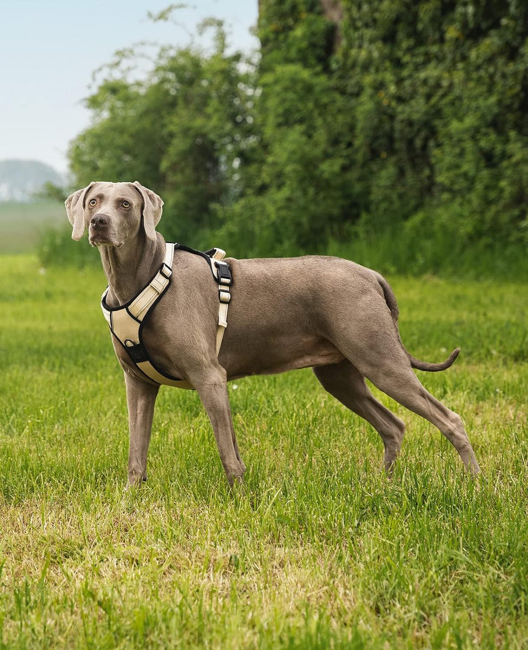 lionto Hundegeschirr gepolstert aus weichem Nylon, Grösse L, reflektierendes Anti Zug Geschirr für H