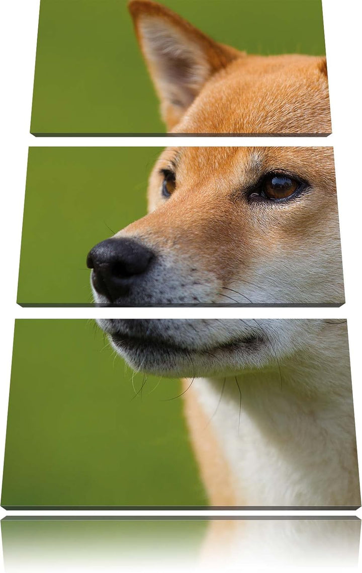 Pixxprint anmutiger Finnen-Spitz Hund im Gras 3-Teiler Leinwandbild 120x80 Bild auf Leinwand