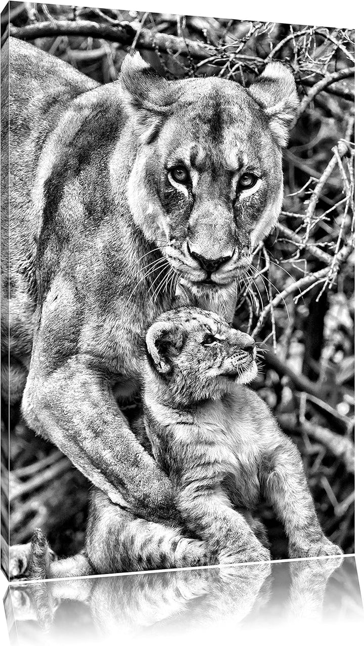 Pixxprint Monocrome, Löwin spielt mit Jungtier, Format: 100x70 auf Leinwand, 100x70