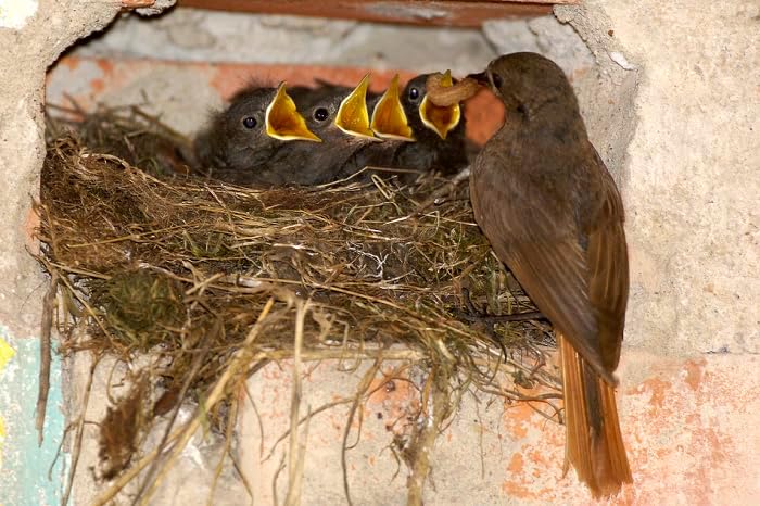 Nistkasten P Typ Amsel MKW - Stabiler nisthaus für Wildvögel und Gartenvögel - Nisthaus aus massivem