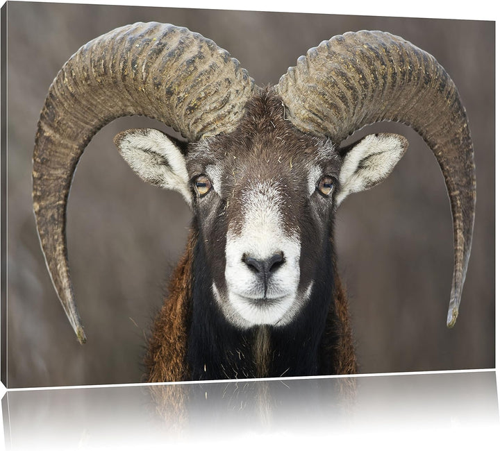 Mufflon Porträt, Format: 100x70 auf Leinwand, XXL riesige Bilder fertig gerahmt mit Keilrahmen, Kuns