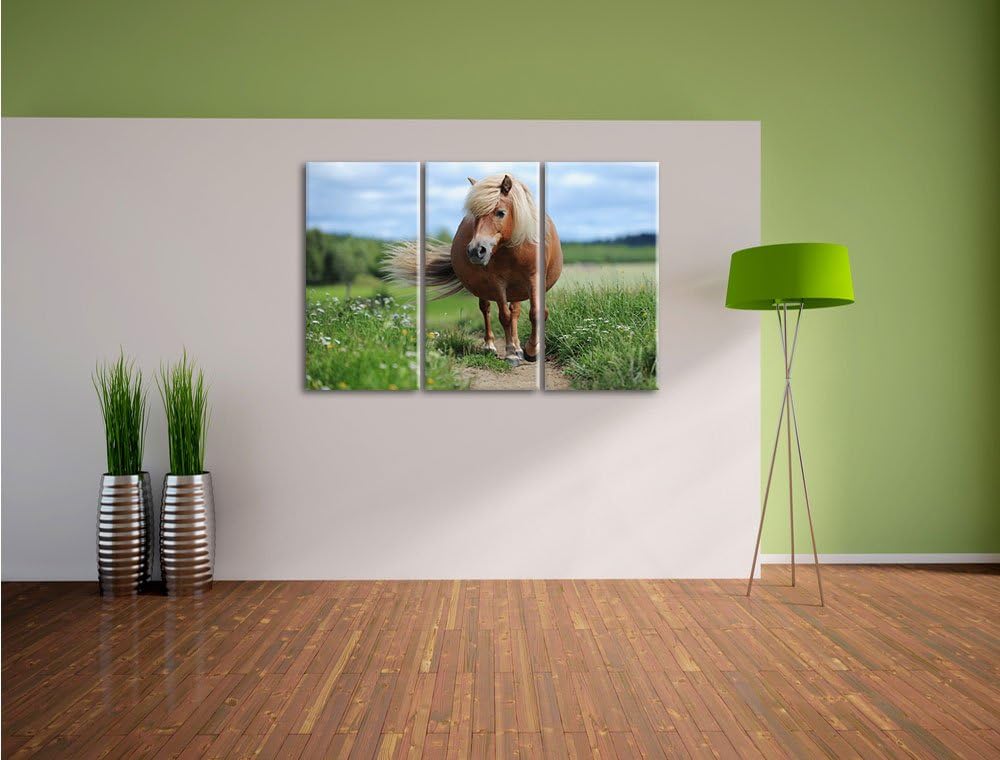 Pixxprint Shetlandpony auf der Wiese 3-Teiler Leinwandbild 120x80 Bild auf Leinwand