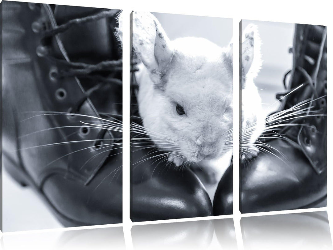 Pixxprint Chinchilla zwischen Schuhen als Leinwandbild/Grösse: 3 Teilig (120x80) cm/Wandbild/Kunstdr