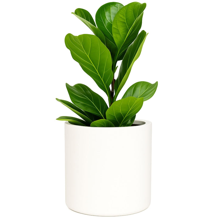 Übertopf L - Blumentopf gross inkl. Wasserabfluss - Blumentopf hoch 27cm - Übertöpfe für Zimmerpflan