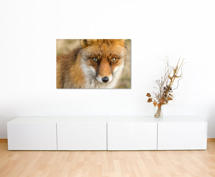 Paul Sinus Art Kunstfoto auf Leinwand 60x40cm Tierfotografie – Roter europäischer Fuchs auf Leinwand