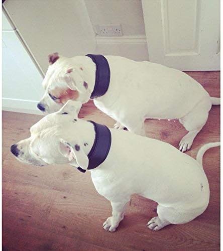 Bestia Echtleder Hundehalsband mit weicher Leder Innenpolsterung. 6,5 cm breit. Passfit. 100% Echtle