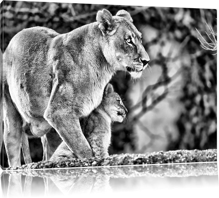 Pixxprint Monocrome, Löwenmutter mit Jungtier, Format: 100x70 auf Leinwand, 100x70