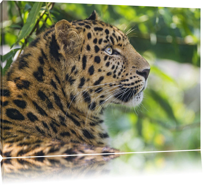 Pixxprint prächtiger Leopard im Schatten auf Leinwand, XXL riesige Bilder fertig gerahmt mit Keilrah