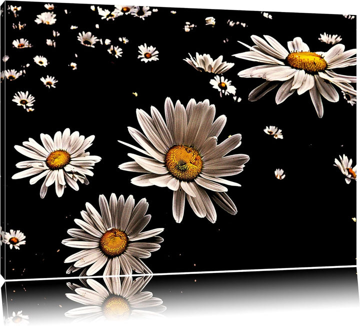 Pixxprint Dark viele kleine Margaritenauf Leinwand, XXL riesige Bilder fertig gerahmt mit Keilrahmen