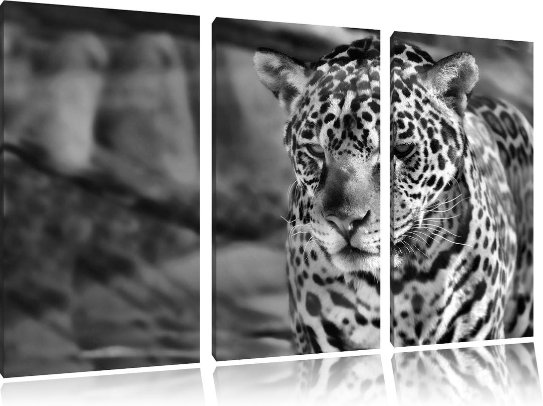 Pixxprint Leopard, Wüste, als Leinwandbild/Grösse: 3 Teilig (120x80) cm/Wandbild/Kunstdruck/fertig b