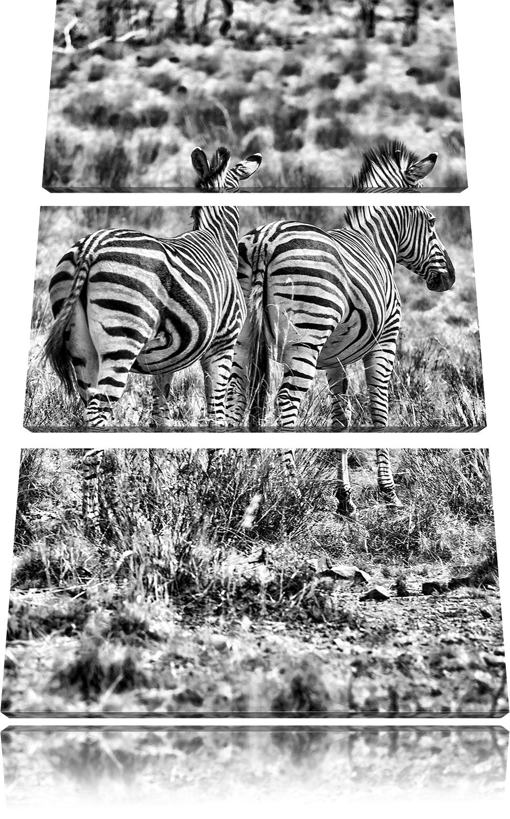 Pixxprint Zebraherde in Savanne / 3-Teilig/Gesamtmass 120cm Leinwandbild bespannt auf Holzrahmen/Wan
