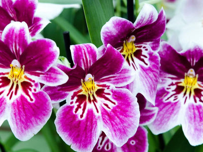 CALVENDO Puzzle Miltonia Orchideen - 1000 Teile Foto-Puzzle für glückliche Stunden, 1000 Teile