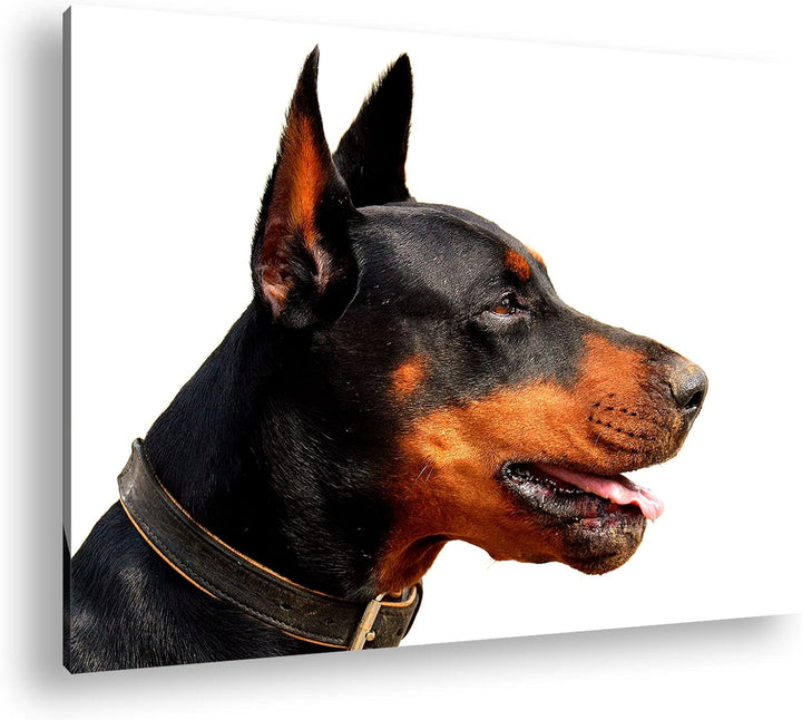 deyoli Portrait eines Dobermannes Format: 100x70 als Leinwand, Motiv fertig gerahmt auf Echtholzrahm
