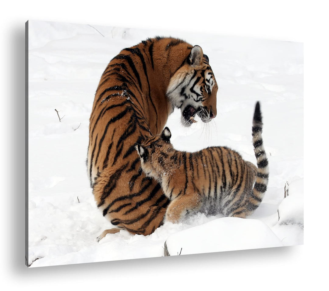 deyoli Tigermutter mit Jungtier in schöner Schneelandschaft im Format: 100x70 als Leinwandbild, Moti