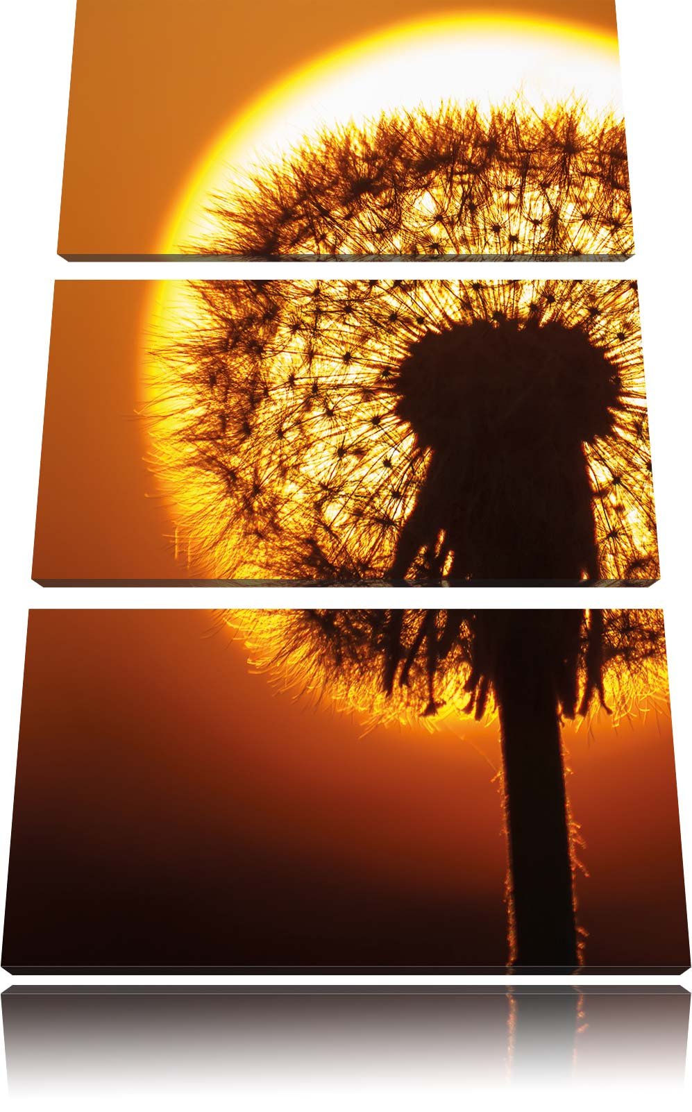 Pixxprint Pusteblume abends als Leinwandbild/Grösse: 3 Teilig (120x80) cm/Wandbild/Kunstdruck/fertig
