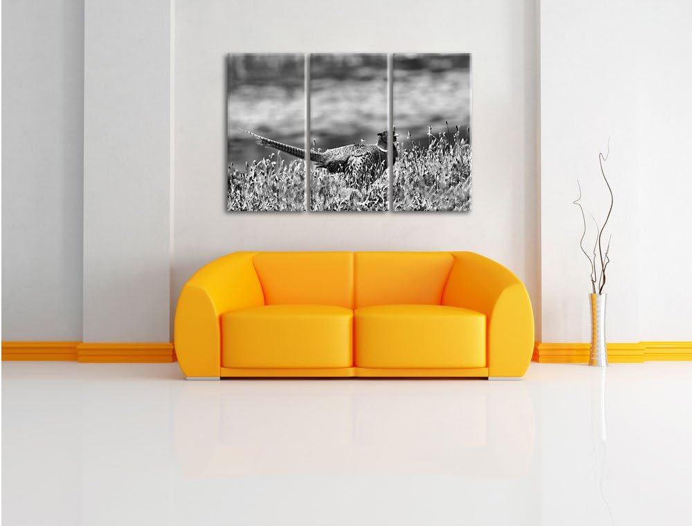 Pixxprint Fasan auf Frühlingswiese als Leinwandbild/Grösse: 3 Teilig (120x80 cm) cm/Wandbild/Kunstdr