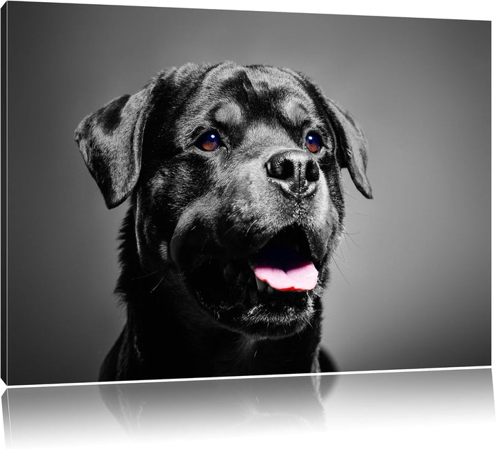 aufmerksamer Rottweiler schwarz/weiss Format: 100x70 auf Leinwand, XXL riesige Bilder fertig gerahmt