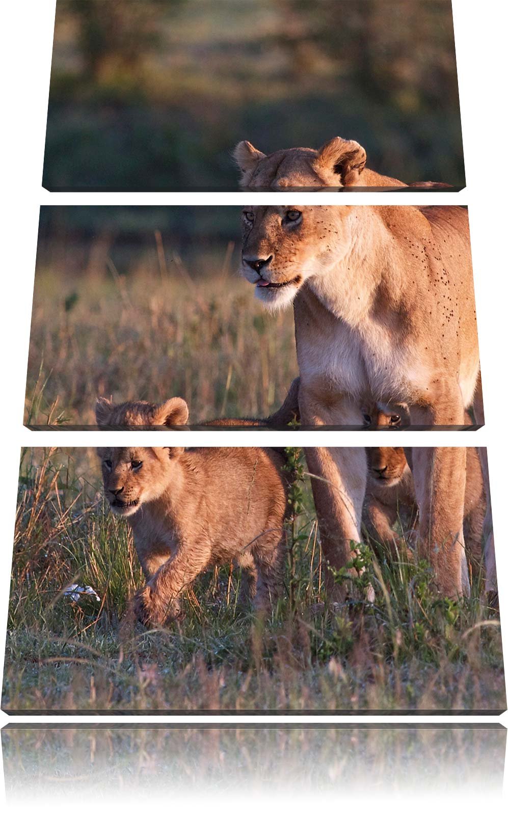 Pixxprint Löwenmutter mit Jungtieren 3-Teiler Leinwandbild 120x80 Bild auf Leinwand