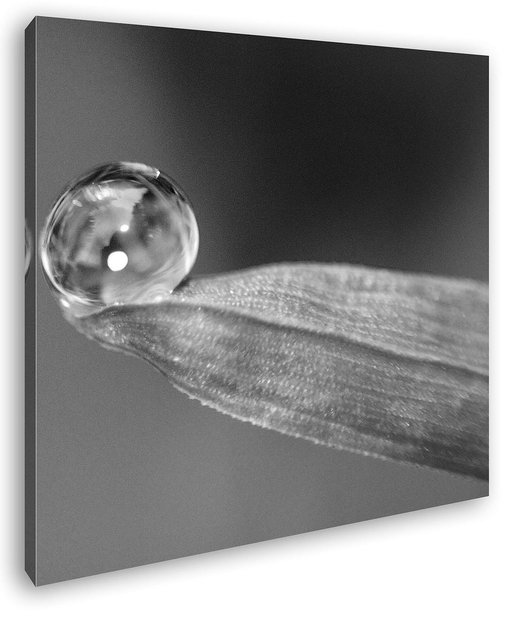 deyoli Regentropfen auf grünem Blatt im Format: 70x70 Effekt: Schwarz&Weiss als Leinwandbild, Motiv