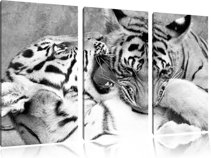 Pixxprint Tiger beim Kämpfen als Leinwandbild/Grösse: 3 Teilig (120x80 cm) cm/Wandbild/Kunstdruck/fe
