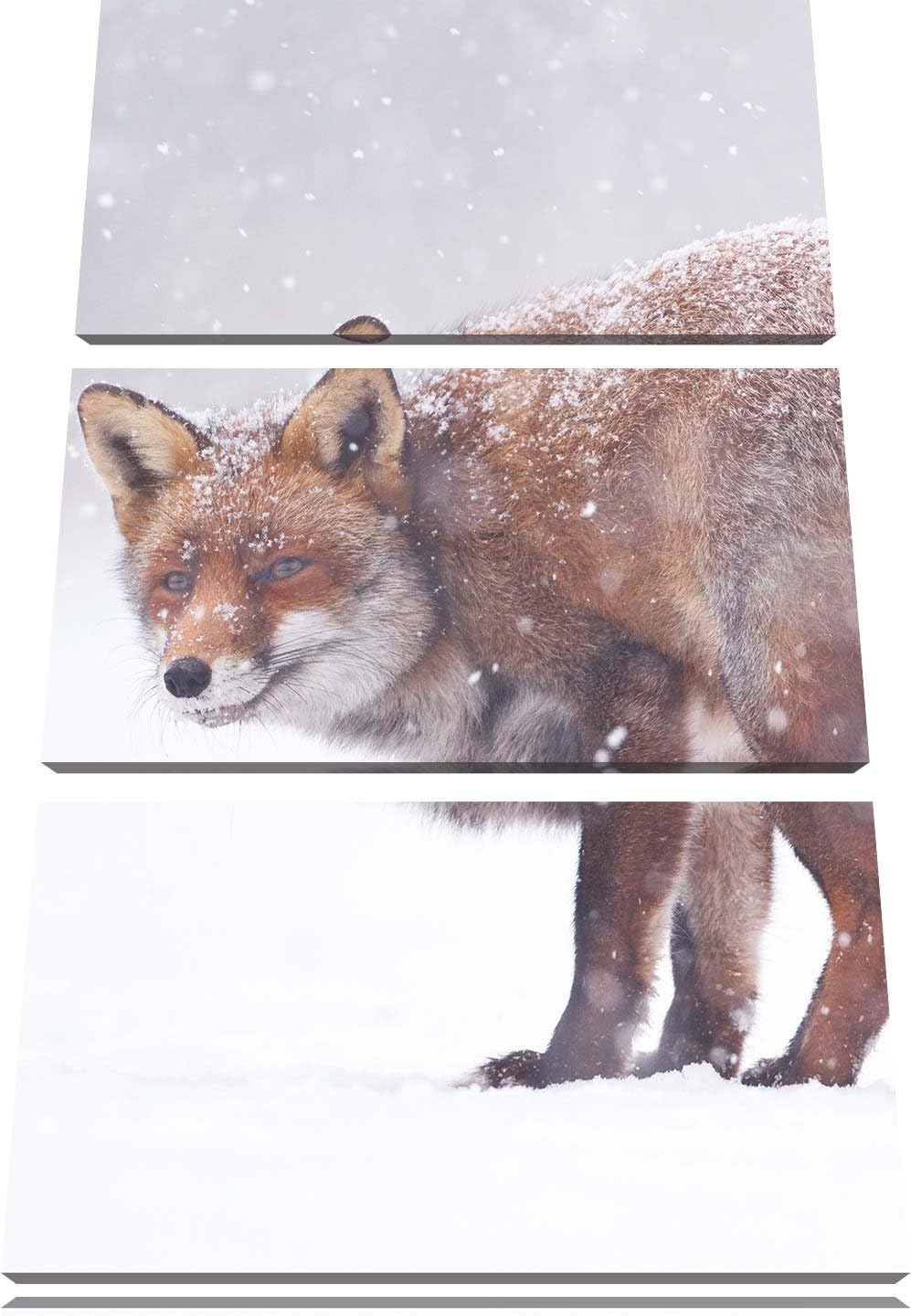 Pixxprint Roter Fuchs im Schneegestöber als Leinwandbild/Grösse: 3 Teilig (120x80) cm/Wandbild/Kunst