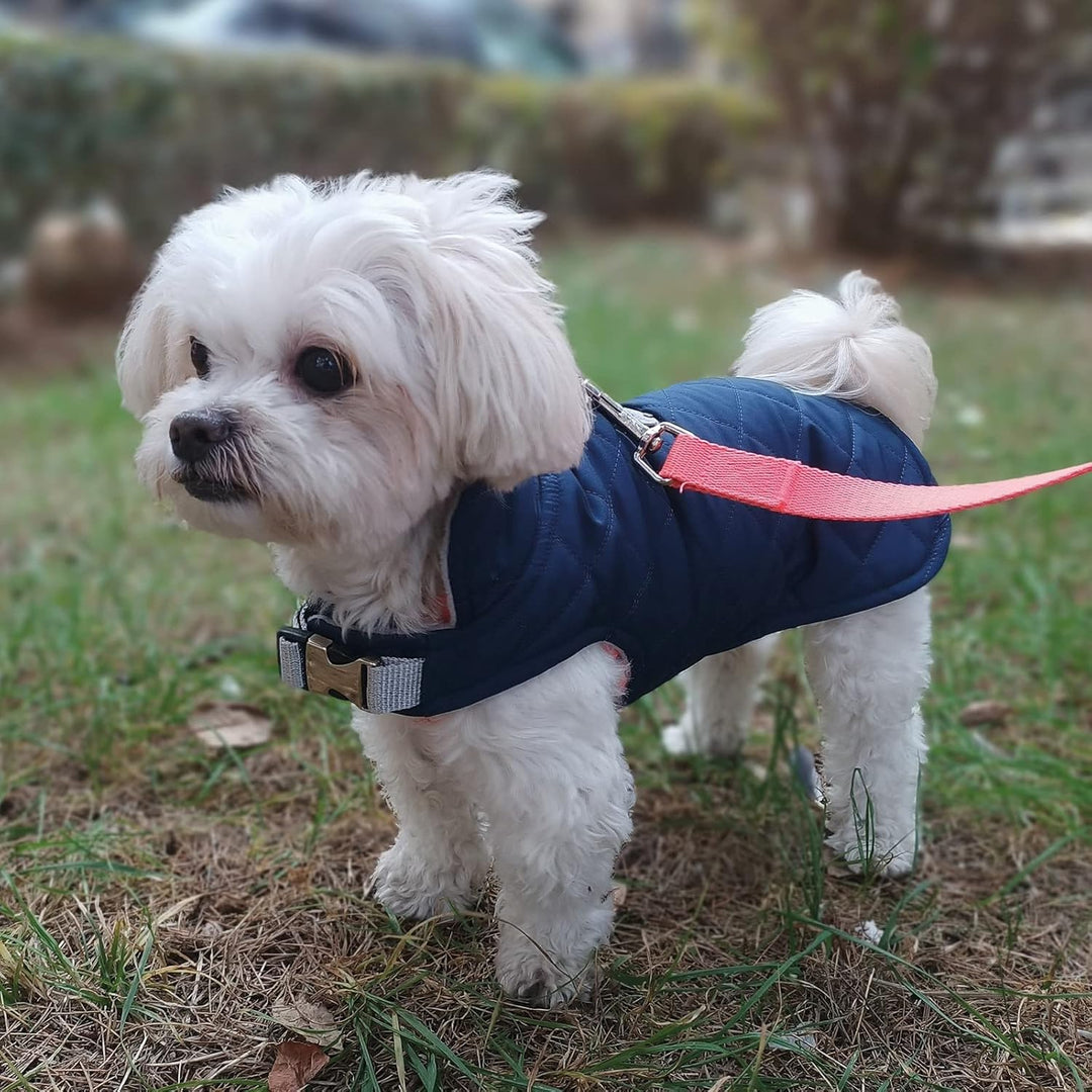 Hundemantel, Wind- und Wasserabweisend, Halsschutz, Sportbekleidung für S-M-L-XL-XXL grosse Hunde. (