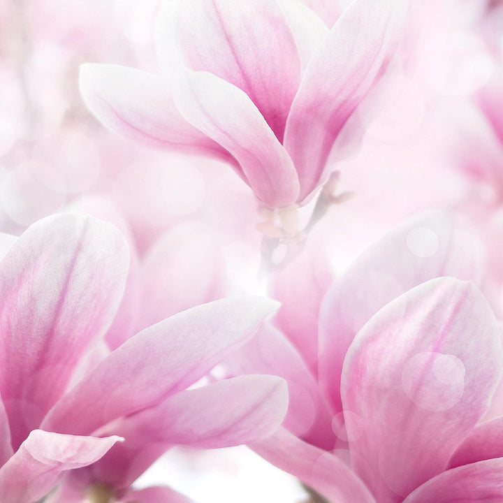 Runa Art Bild Modern Blumen Magnolien - Made in Germany - Wandbilder Blumenmotiv Rosa Weiss 4 Teilig