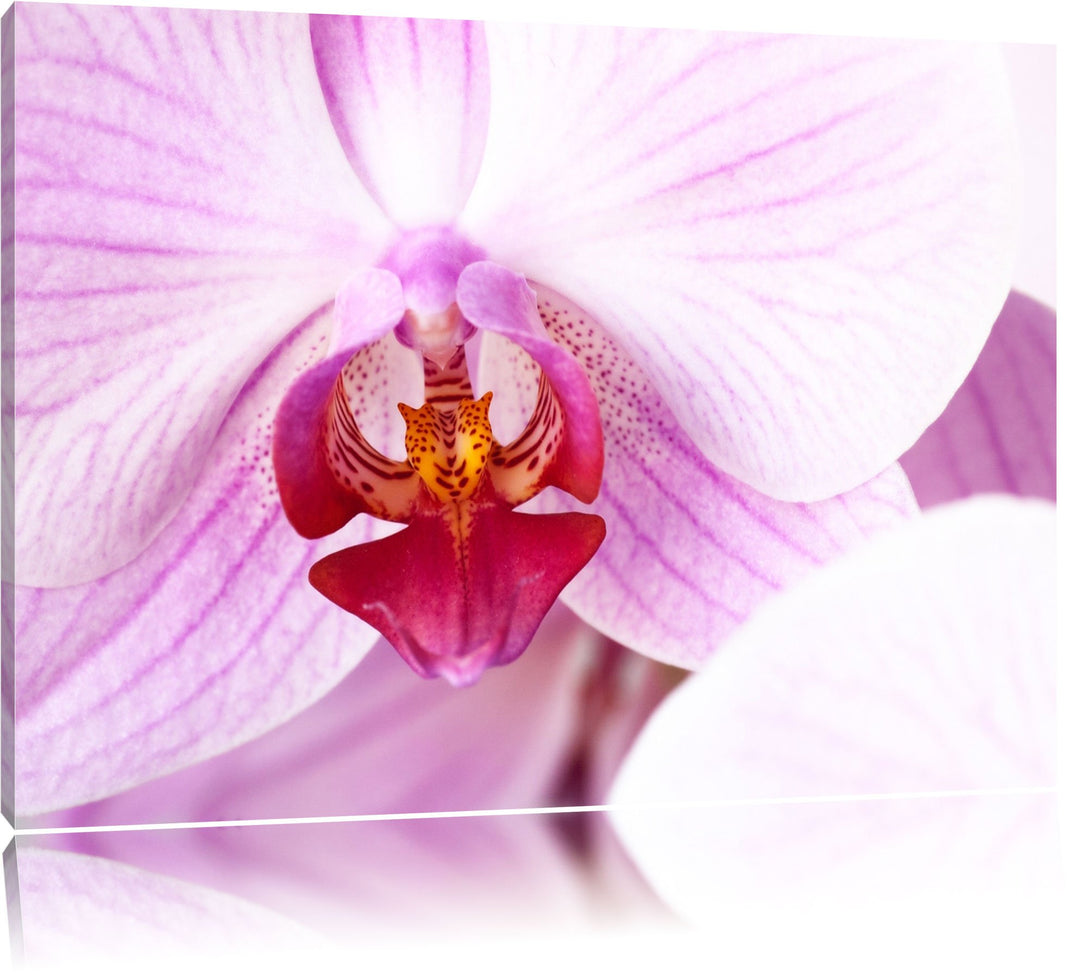 Prächtige Rosa Orchidee Format: 100x70 auf Leinwand, XXL riesige Bilder fertig gerahmt mit Keilrahme