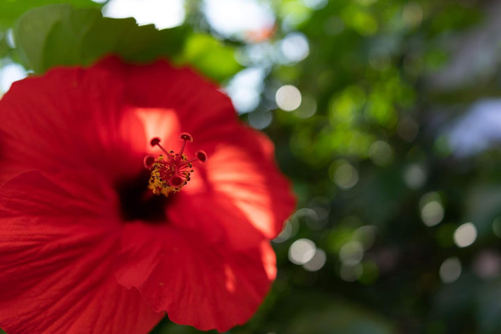Tamron 24mm F/2.8 Di III OSD M 1:2 - Objektiv für Sony E-Mount Single, Single