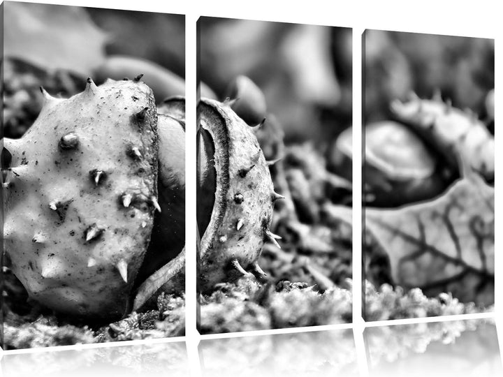 Pixxprint Monocrome, Erste Kastanie öffnet Sich 3-Teiler Leinwandbild 120x80 Bild auf Leinwand