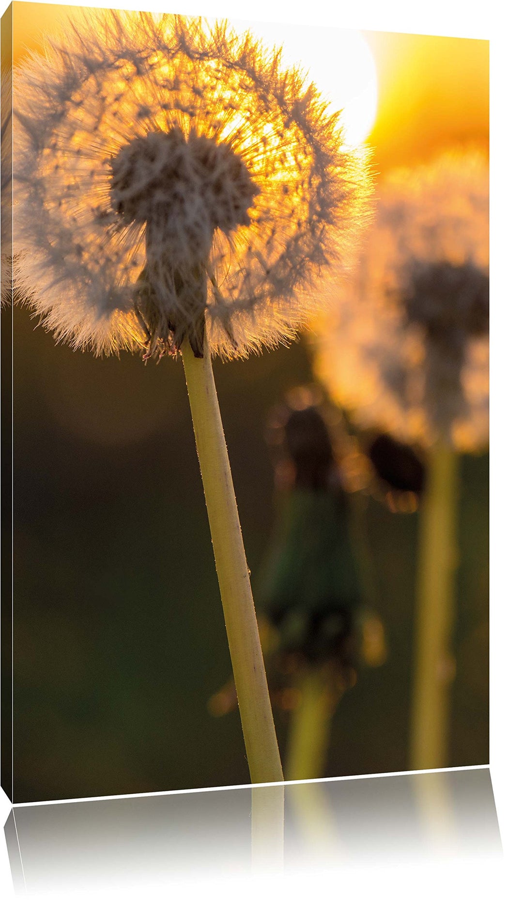 Pixxprint Pusteblume, Format: 100x70 auf Leinwand, XXL riesige Bilder fertig gerahmt mit Keilrahmen,