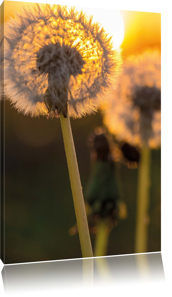 Pixxprint Pusteblume, Format: 100x70 auf Leinwand, XXL riesige Bilder fertig gerahmt mit Keilrahmen,
