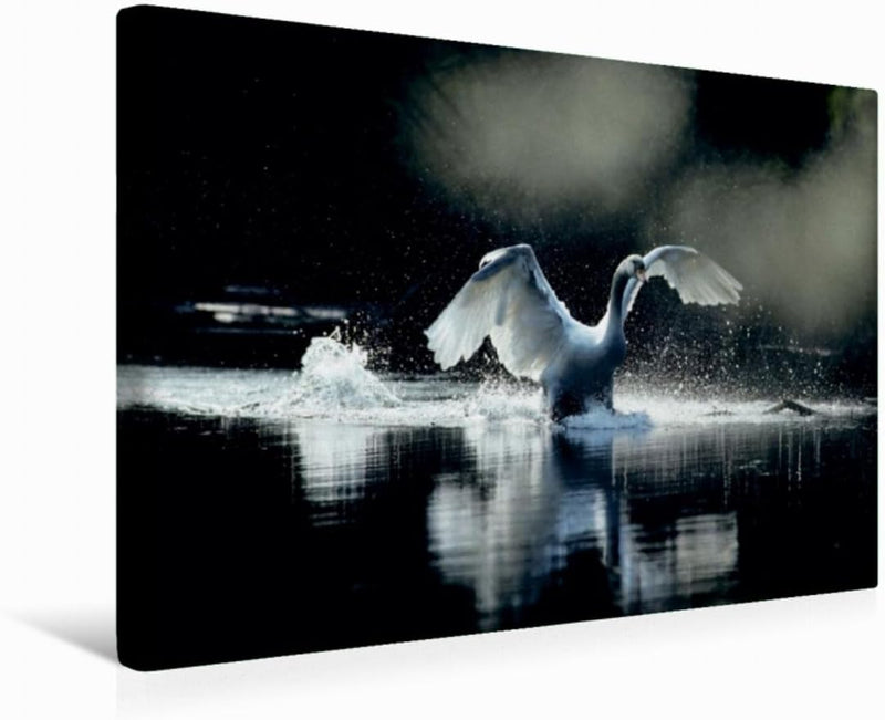 Premium Textil-Leinwand 45 x 30 cm Quer-Format Ein Bild SWANS Kalender. weiss Eleganz | Wandbild, HD