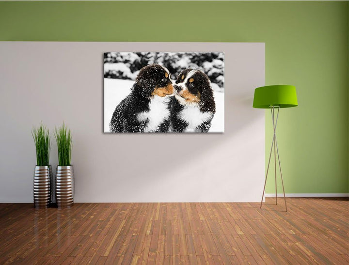 süsse Bernersennenhunde im Schnee schwarz/weiss Format: 100x70 auf Leinwand, XXL riesige Bilder fert