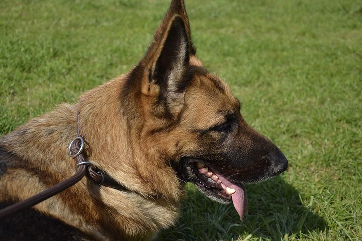 Dingo Retrieverleine mit Zugstopp Hundeleine aus Seil,Snake'' und aufstellbarem Halsband Trainingsle
