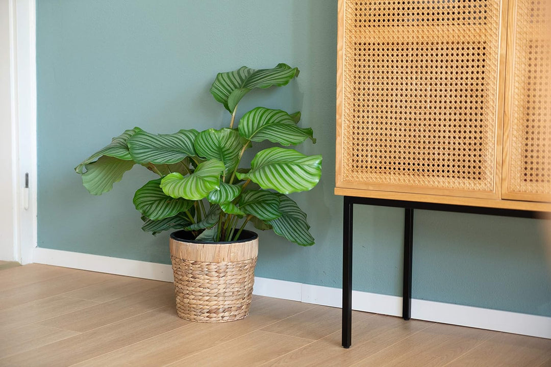 Decorasian 3er Set Blumentopf rund geflochten aus Seegras mit Kunststoffeinsatz zum bepflanzen - Pfl