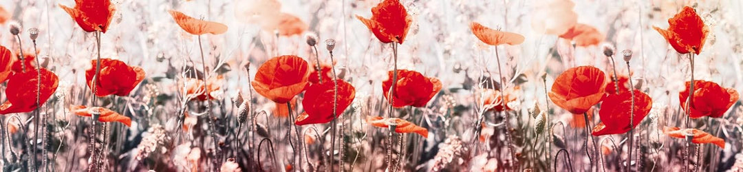 DIMEX Küchenrückwand Folie selbstklebend Mohnblumen | Klebefolie - Dekofolie - Spritzschutz für Küch