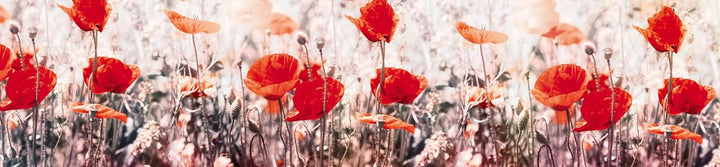 DIMEX Küchenrückwand Folie selbstklebend Mohnblumen | Klebefolie - Dekofolie - Spritzschutz für Küch