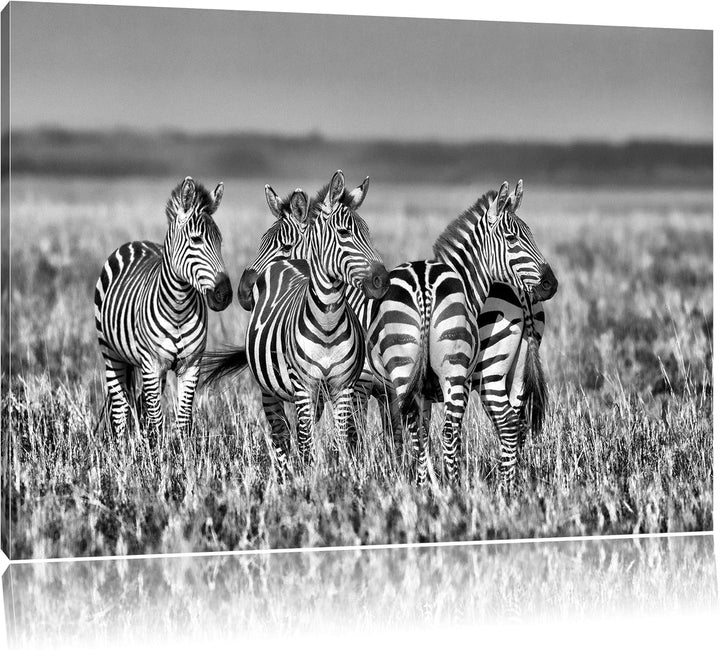 Pixxprint kleine Zebrahorde als Leinwandbild/Grösse: 100x70 cm/Wandbild/Kunstdruck/fertig bespannt,