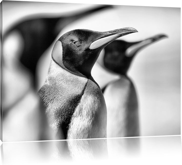 Monocrome, Pinguine, Format: 100x70 auf Leinwand, XXL riesige Bilder fertig gerahmt mit Keilrahmen,