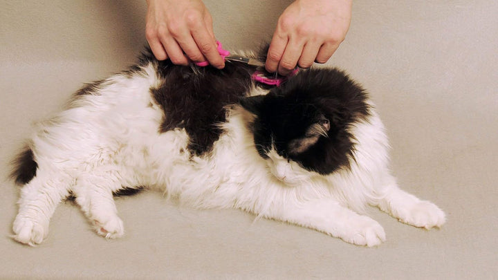 Scaredy Cut Fellpflegeset für Katzen und Hunde, leise, Alternative zu elektrischen Schermaschinen fü