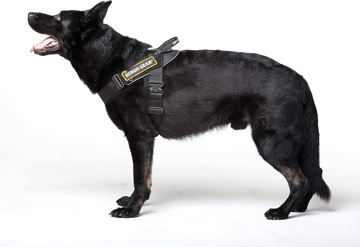 Dingo Gear Geschirr für Hunde in der Arbeit Grosse M,Training K9 IPO Cobra System, handgefertigt Sch