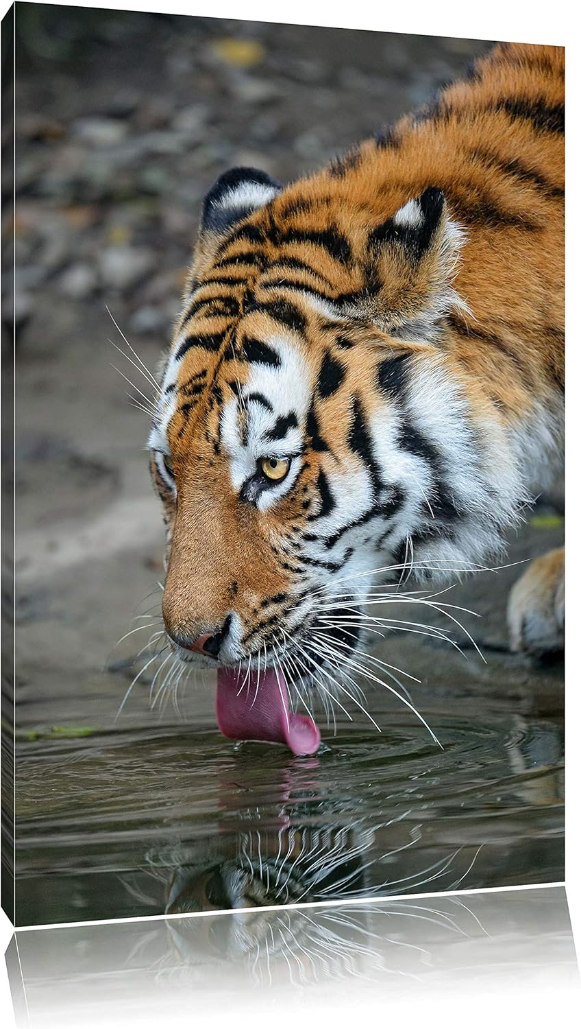 Pixxprint Tiger am Wasser auf Leinwand, XXL riesige Bilder fertig gerahmt mit Keilrahmen, Kunstdruck